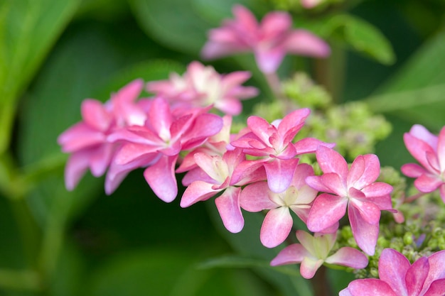 Primer plano de una planta con flores púrpuras