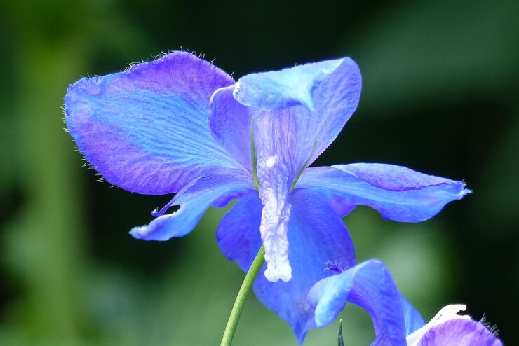 Foto primer plano de una planta con flores púrpuras