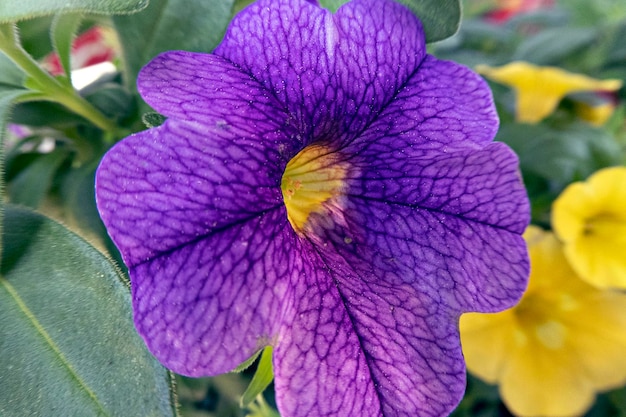 Foto primer plano de una planta con flores púrpuras