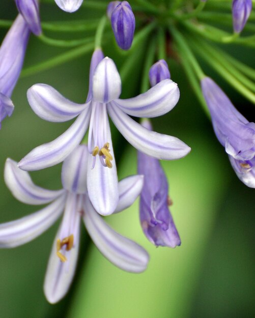 Primer plano de una planta con flores púrpuras