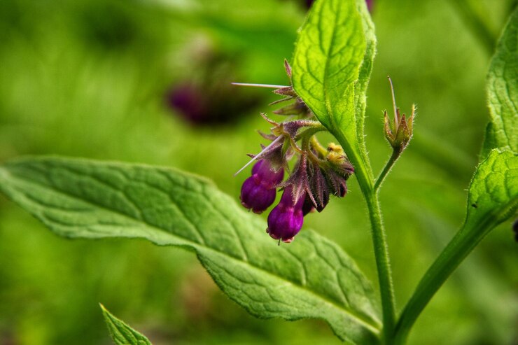 Foto primer plano de una planta con flores púrpuras