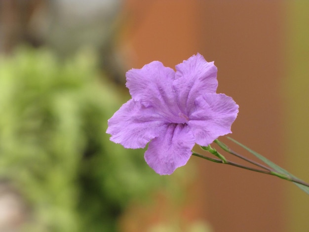 Foto primer plano de una planta con flores púrpuras