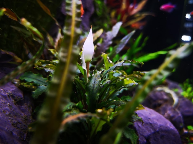 Foto primer plano de una planta con flores púrpuras