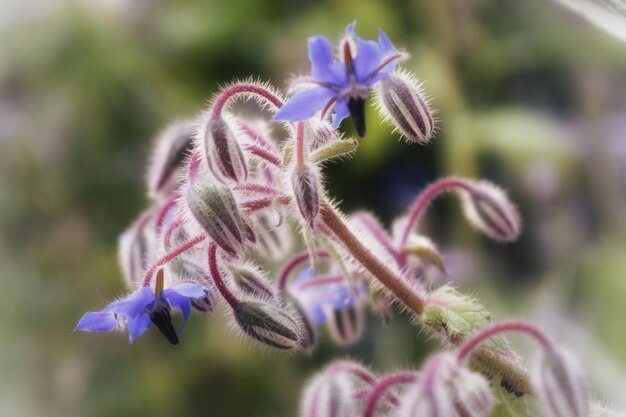 Primer plano de una planta con flores púrpuras