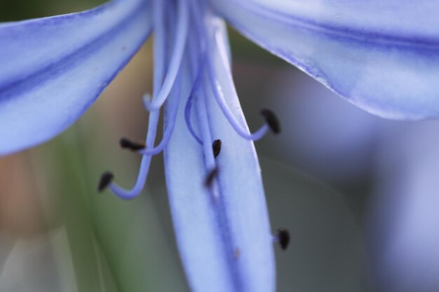 Foto primer plano de una planta con flores púrpuras