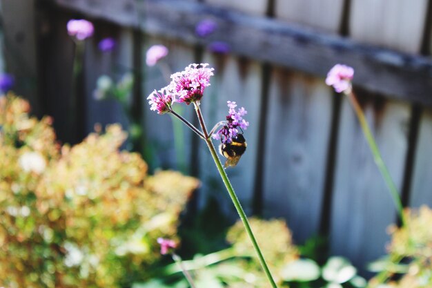 Primer plano de una planta con flores púrpuras