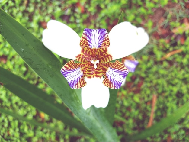 Foto primer plano de una planta con flores púrpuras