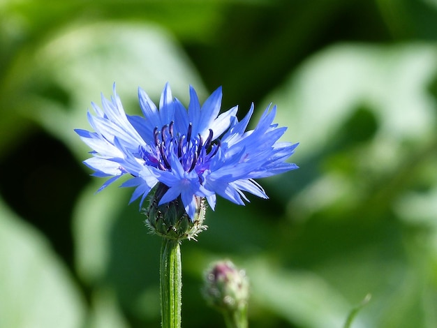 Foto primer plano de una planta con flores púrpuras