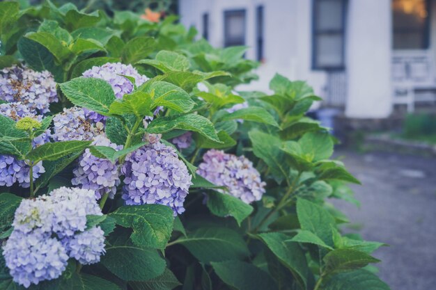 Foto primer plano de una planta con flores púrpuras