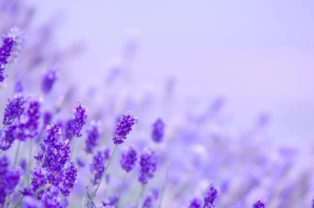 Primer plano de una planta con flores púrpuras