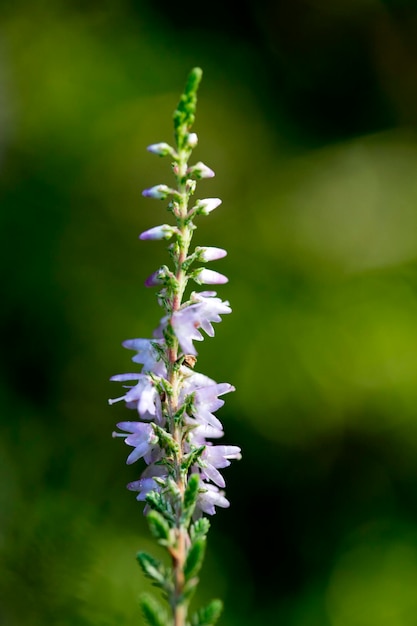 Foto primer plano de una planta con flores púrpuras