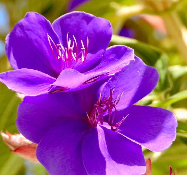 Foto primer plano de una planta con flores púrpuras