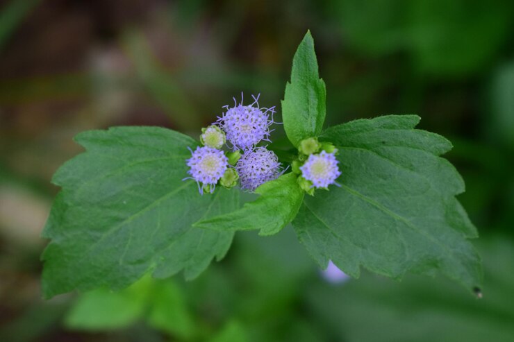 Foto primer plano de una planta con flores púrpuras