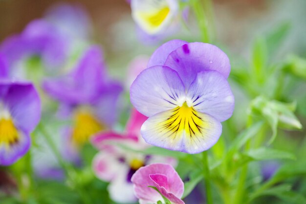 Primer plano de una planta con flores púrpuras