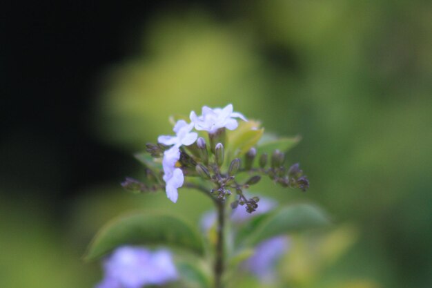 Primer plano de una planta con flores púrpuras