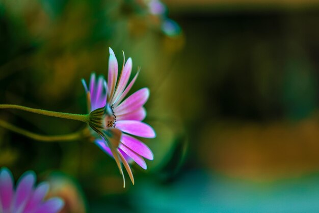 Foto primer plano de una planta con flores púrpuras