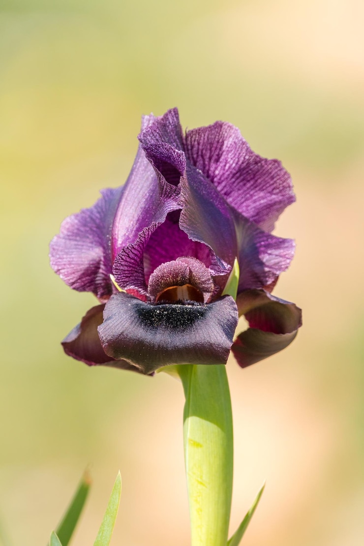 Foto primer plano de una planta con flores púrpuras