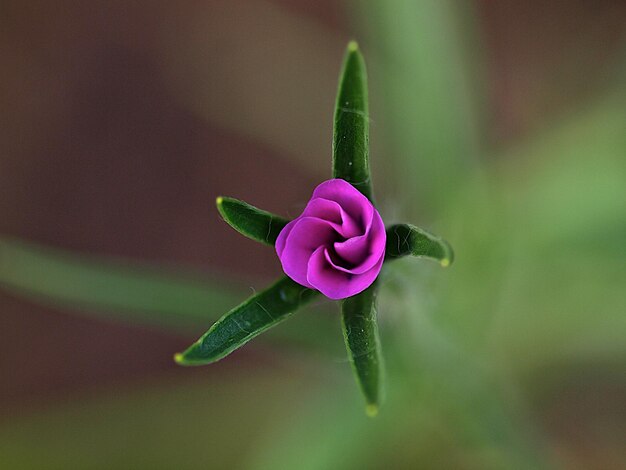 Foto primer plano de una planta con flores púrpuras