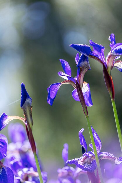 Foto primer plano de una planta con flores púrpuras