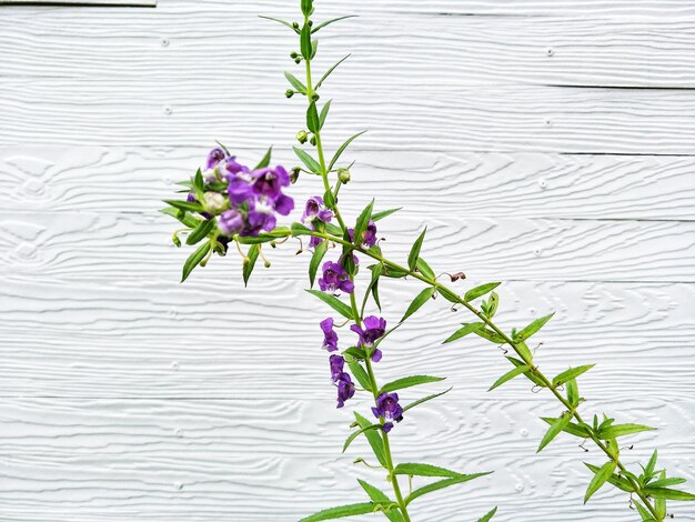 Primer plano de una planta con flores púrpuras