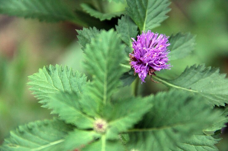 Foto primer plano de una planta con flores púrpuras