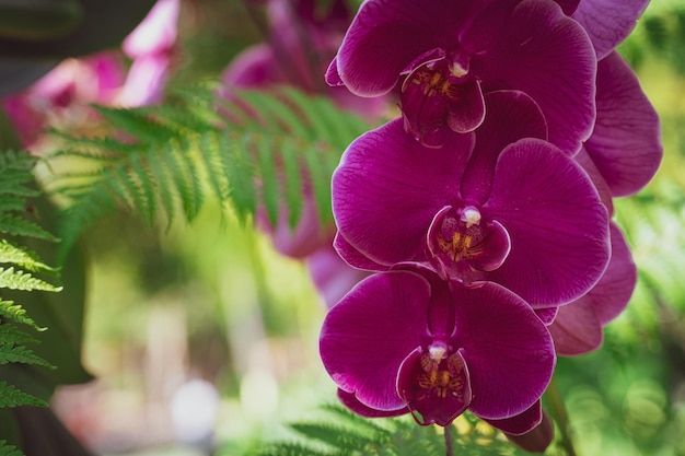 Primer plano de una planta con flores púrpuras