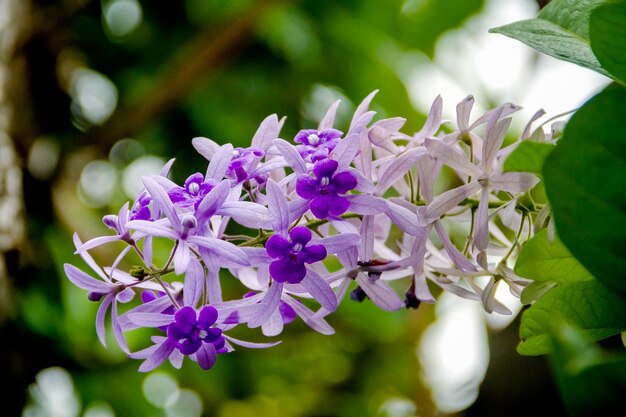 Foto primer plano de una planta con flores púrpuras