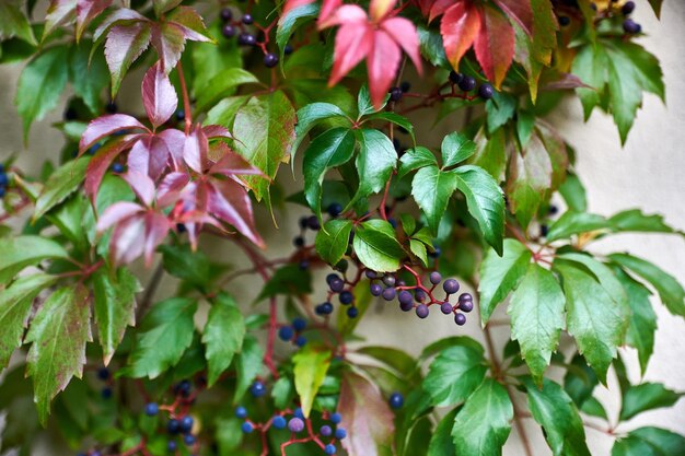 Foto primer plano de una planta con flores púrpuras