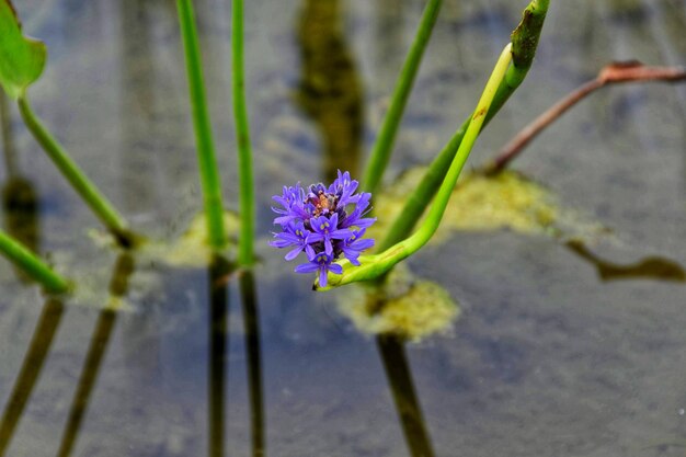 Foto primer plano de una planta con flores púrpuras