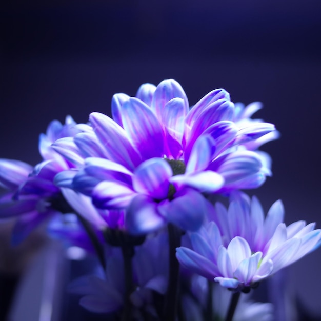 Primer plano de una planta con flores púrpuras