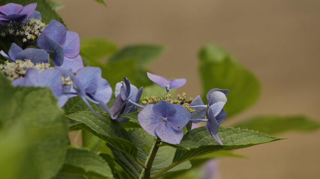 Foto primer plano de una planta con flores púrpuras