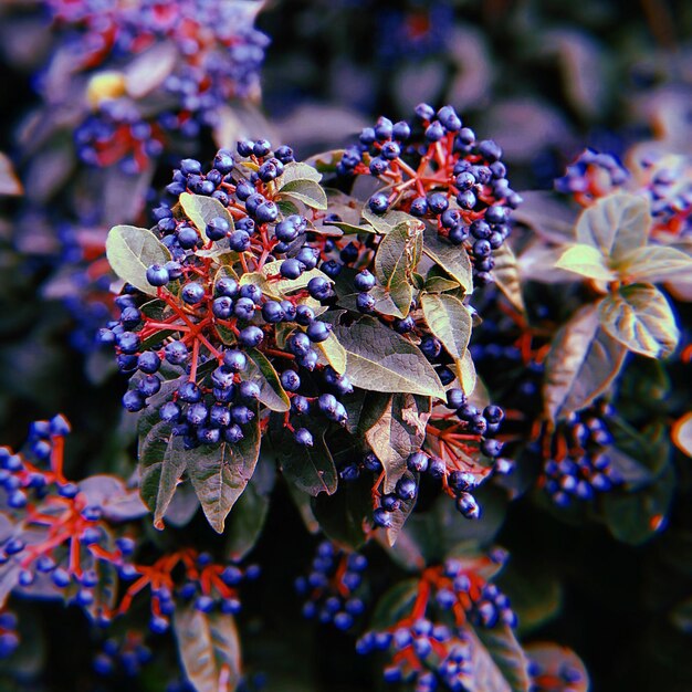 Foto primer plano de una planta con flores púrpuras