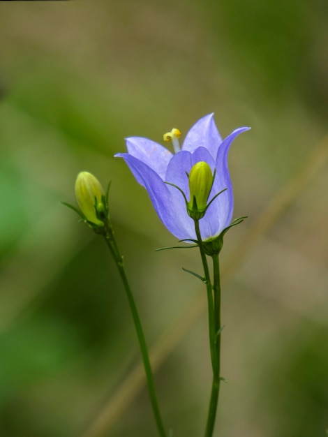 Foto primer plano de una planta con flores púrpuras