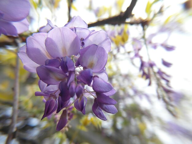 Foto primer plano de una planta con flores púrpuras