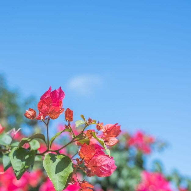 Foto primer plano de una planta con flores rojas contra el cielo azul