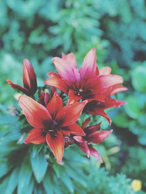 Foto primer plano de una planta con flores rojas en un parque