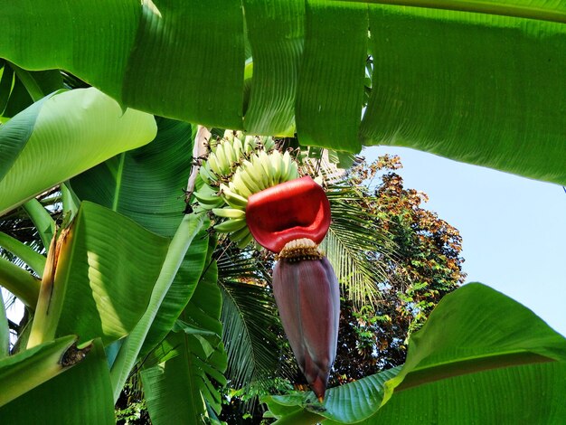 Foto primer plano de la planta con flores rojas y sus hojas