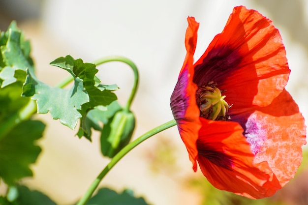 Foto primer plano de una planta con flores rojas