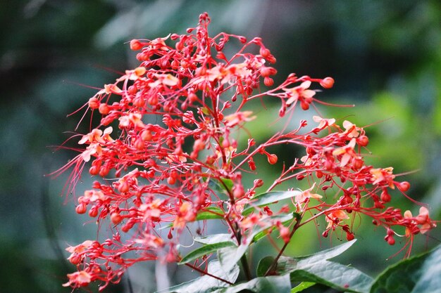 Foto primer plano de una planta con flores rojas