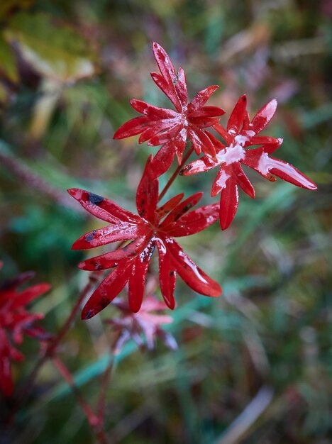 Foto primer plano de una planta con flores rojas