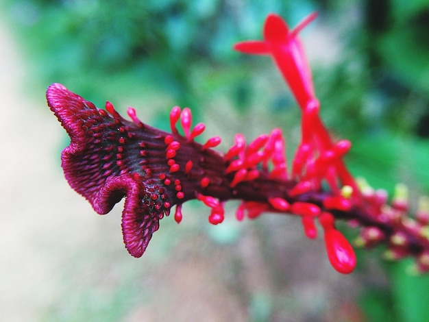 Foto primer plano de una planta con flores rojas