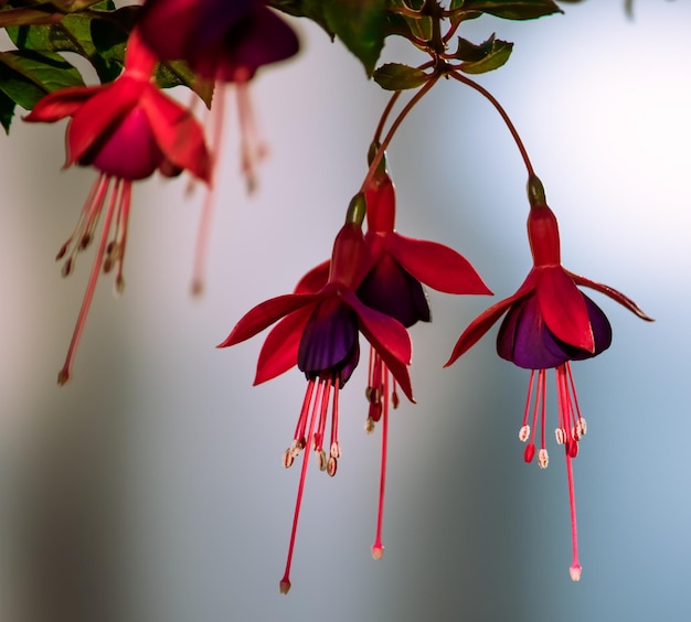 Primer plano de una planta con flores rojas