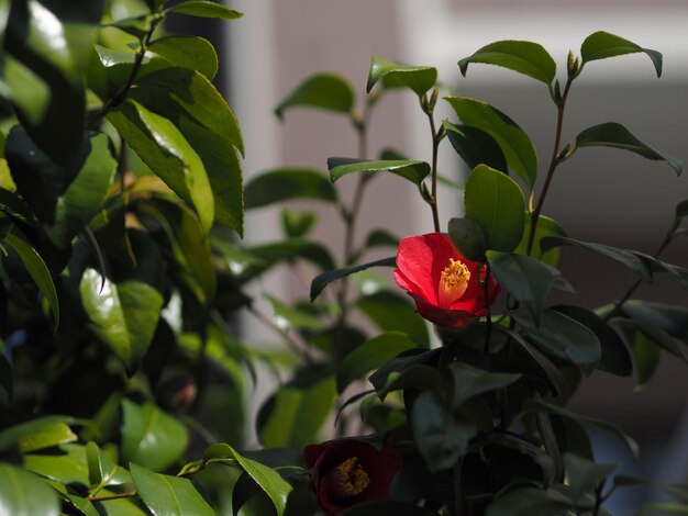 Foto primer plano de una planta con flores rojas