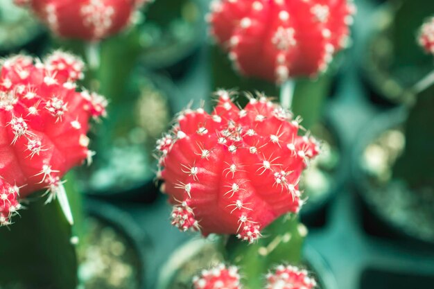 Foto primer plano de una planta con flores rojas