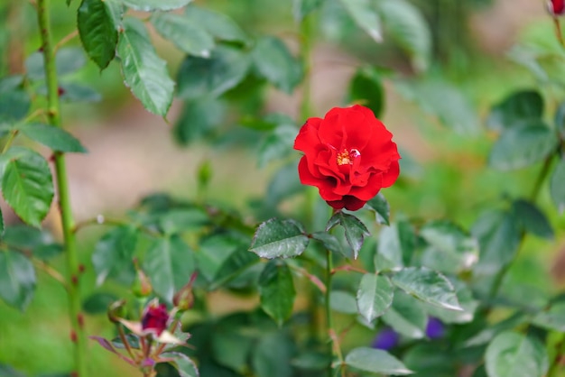 Foto primer plano de una planta con flores rojas