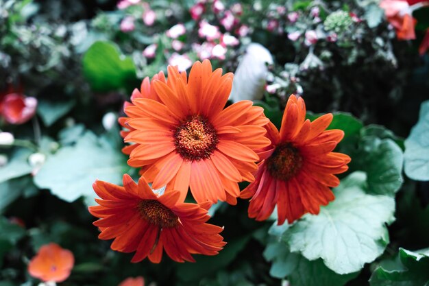 Primer plano de una planta con flores rojas