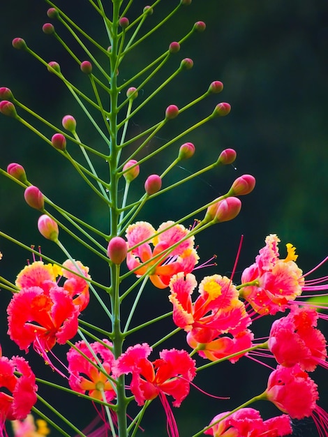 Foto primer plano de una planta de flores rojas