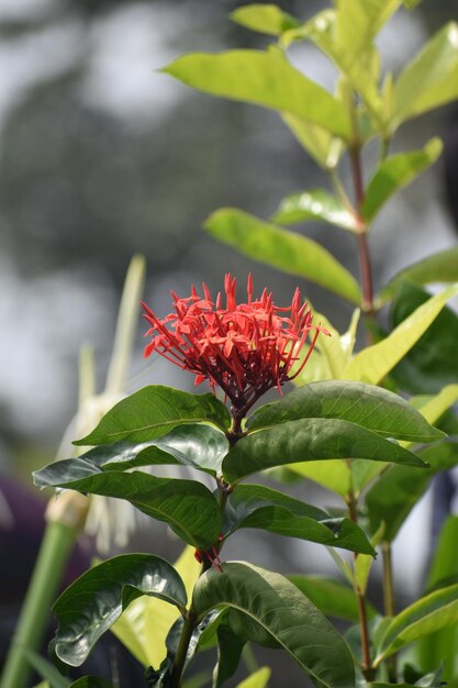 Foto primer plano de una planta de flores rojas