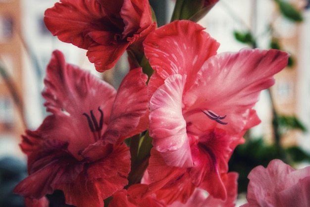 Primer plano de una planta con flores rojas