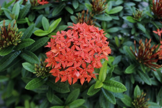 Foto primer plano de una planta con flores rojas